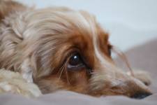 Elisabeth LAVALL - LAVALL ELISABETH